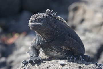 iguana auf der Galapagos Insel Mindelo