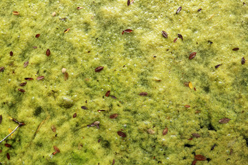 Algae polluted water on the lake