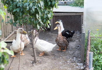 domestic ducks