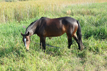 Chestnut (bay) horse with a white spot on his forehead grazing in a meadow