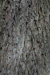 hintergrund baum rinde