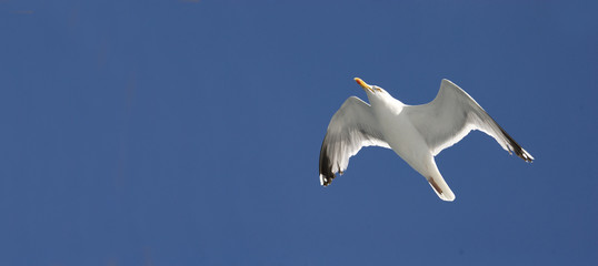 Fliegende Möwe