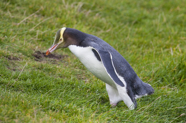 der sehr seltene gelbaugenpinguin in Neuseeland