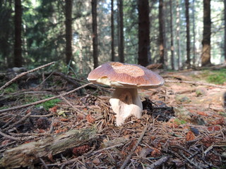 Borowik szlachetny © Natalciia