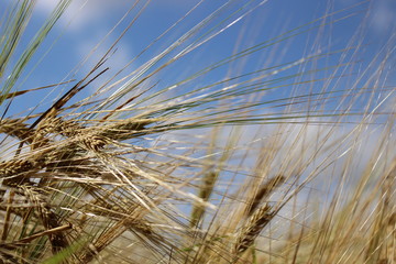 Wheat field