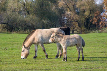 Wild horses in the Hungarian moorland