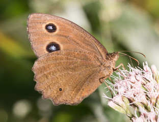 Minos dryas