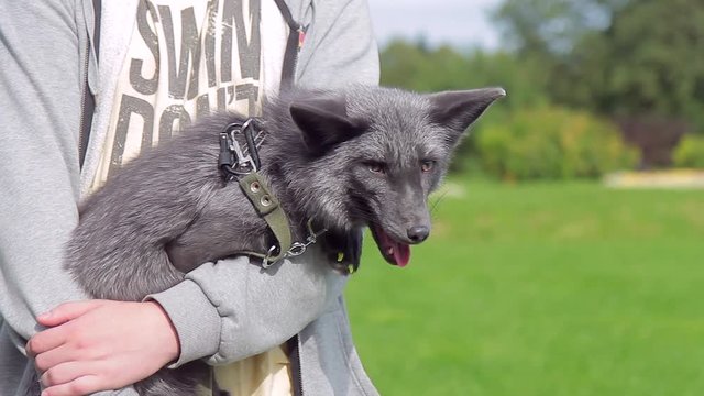 Guy is holding a tame black fox in a leash in the summer. Exotic color of a wild animal is demonstrated by the breeder in nursery.