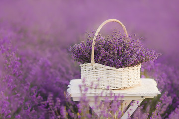 Fototapeta na wymiar Basket with lavender flowers in the fields