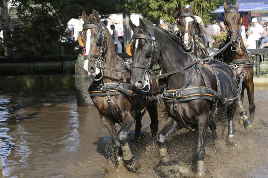 Vierspan in waterbak bij menwedstrijd.