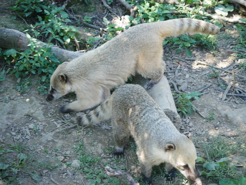 Coatis 