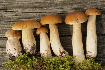 white mushrooms with moss on a wooden table