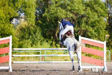 Young rider man on grey horse jumping over hurdle on show jumping competition. Rear view with copy space