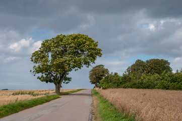 tree bends over a road in Oroe in Denmark