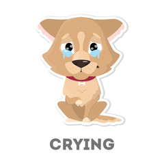Obraz premium Isolated crying dog.