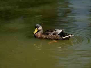 Fototapeta premium Canard Colvert