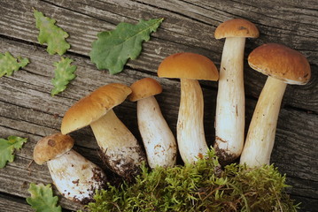 white mushrooms with moss on a wooden table