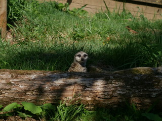 Suricate