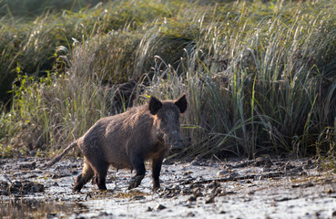 Wild boars in mud