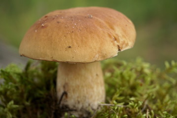 White mushroom grows in moss