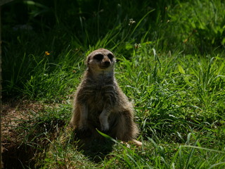 Suricate