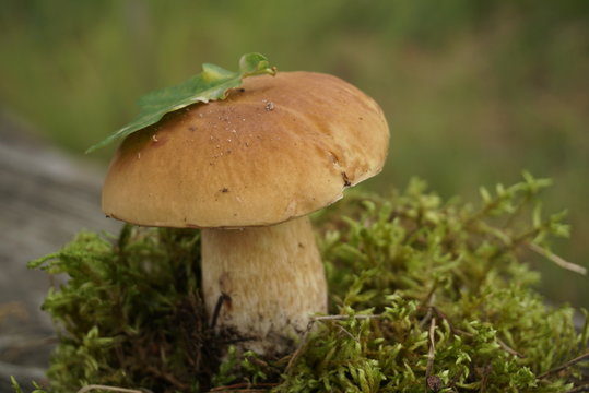 White mushroom grows in moss