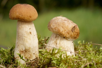two white mushrooms grow in mosa