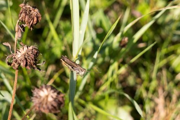 Grasshopper in the grass. Slovakia