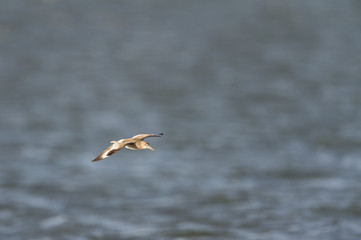 Willet low on water