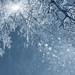 Winter nature, trees in snow frost