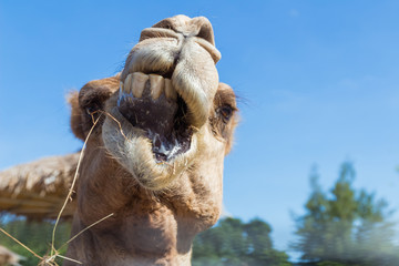 The distorted face of the camel while chewing grass.