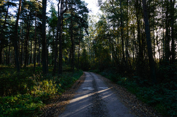 country road in forest