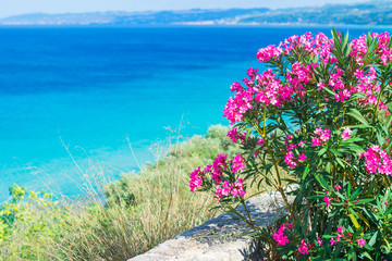 Pink  oleander flowers (Nerium Oleander) by the Aegean Sea. Natural landscape summer background....