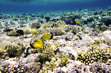 Fototapeta na wymiar Landscape of a coral reef with fish