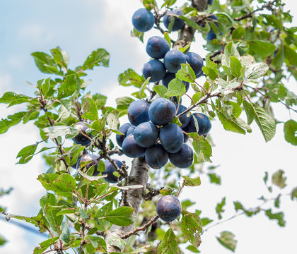 Blue plum ripe berries on a tree