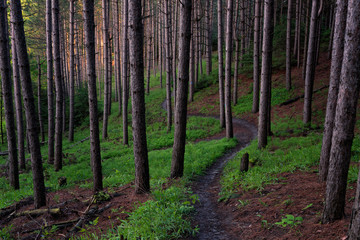 Naklejka premium Forest Trail