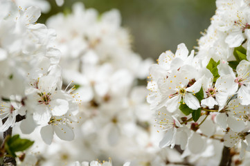 spring white colored leaves in bright sunlight