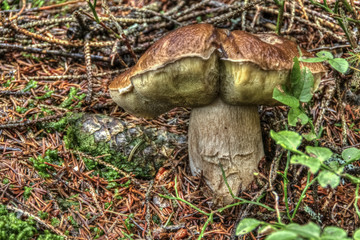 Boletus
