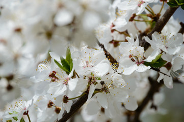 spring white colored leaves in bright sunlight