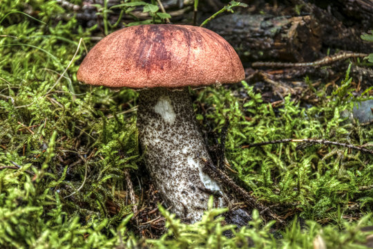 Leccinum