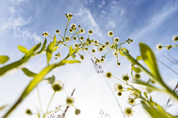 flowers against blue sky