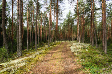 country road in forest