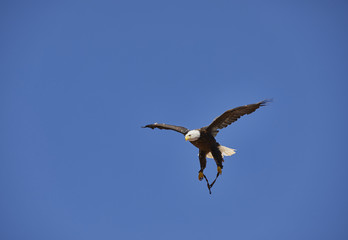 Bald Eagle