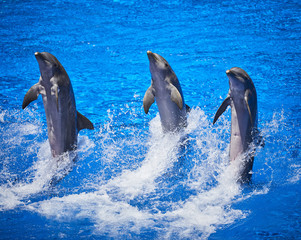 Fototapeta premium Dolphins