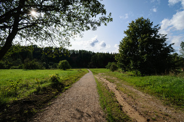 country road in forest