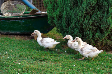 Fowl-run with white domestic ducks on a farm