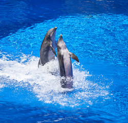 Dolphins
