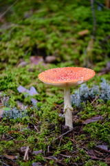 mushrooms on green background