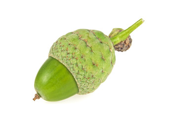 One green acorn on a white background