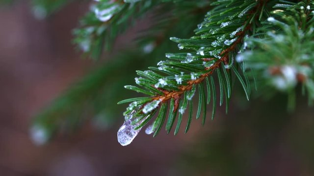 Pine branches first snow - (4K)